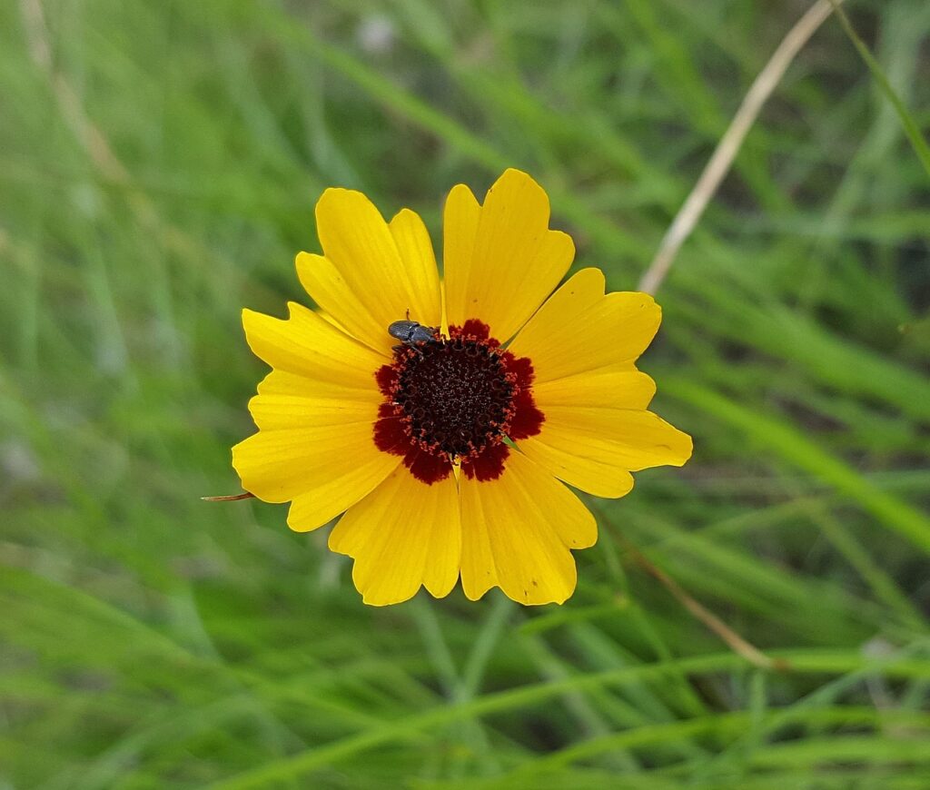 Plains Coreopsis flower with beneficial insect