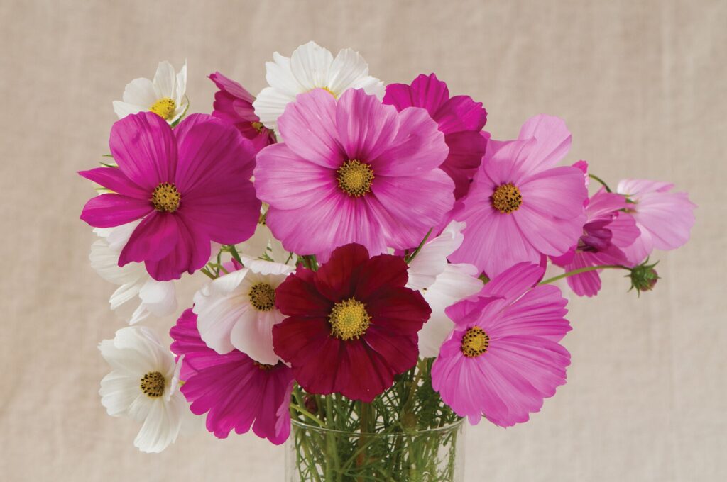 cosmos bipinnatus sensation mix