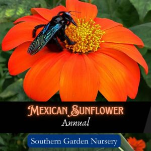 Mexican Sunflower, Tithonia Flower seeds