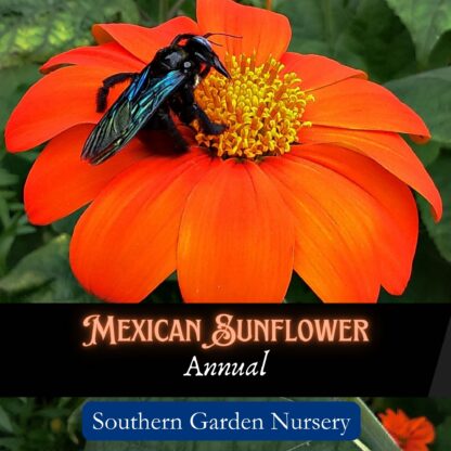 Mexican Sunflower, Tithonia Flower seeds