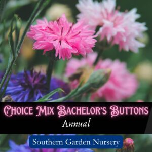 Choice Mix Bachelor Button Seeds