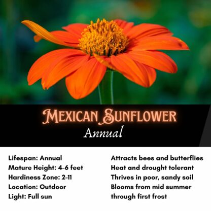 Mexican Sunflower Seeds / Tithonia Rotundifolia - Image 2