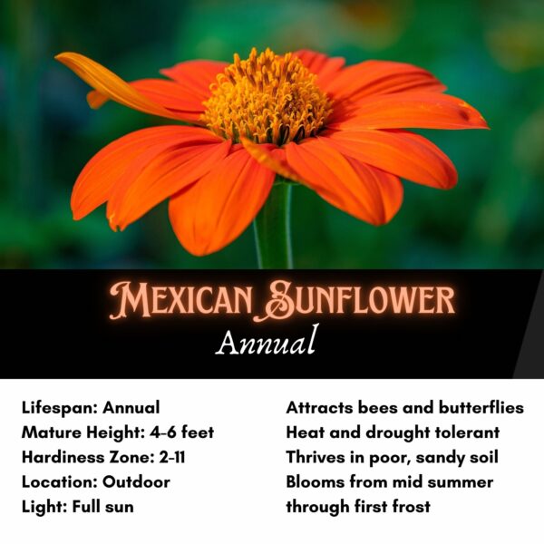 Mexican Sunflower Seeds, Tithonia Rotundifolia - Image 2