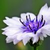 Choice Mix Bachelor's Buttons Seeds, Centaurea cyanus - Image 6