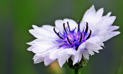 Choice Mix Bachelor's Buttons Seeds, Centaurea cyanus - Image 6