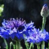 Choice Mix Bachelor's Buttons Seeds, Centaurea cyanus - Image 10