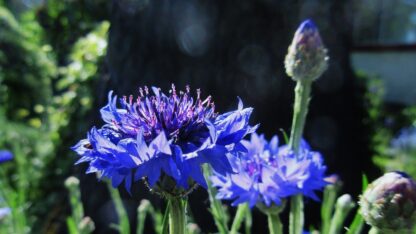 Choice Mix Bachelor's Buttons Seeds, Centaurea cyanus - Image 10