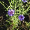 Choice Mix Bachelor's Buttons Seeds, Centaurea cyanus - Image 11