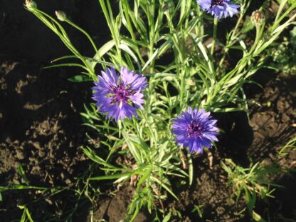 Choice Mix Bachelor's Buttons Seeds, Centaurea cyanus - Image 11