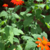 Mexican Sunflower Seeds, Tithonia Rotundifolia - Image 9