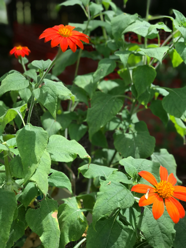 Mexican Sunflower Seeds, Tithonia Rotundifolia - Image 9