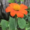 Mexican Sunflower Seeds, Tithonia Rotundifolia - Image 7