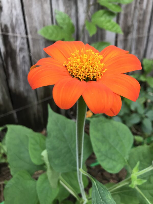 Mexican Sunflower Seeds, Tithonia Rotundifolia - Image 7