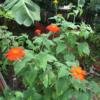 Mexican Sunflower Seeds, Tithonia Rotundifolia - Image 6