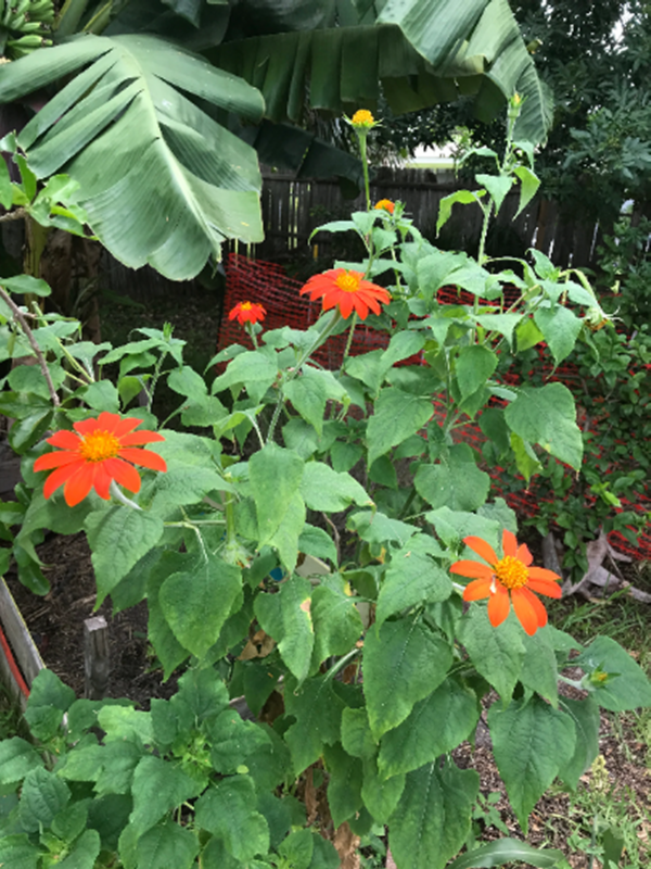 Mexican Sunflower Seeds, Tithonia Rotundifolia - Image 6