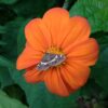 Mexican Sunflower Seeds, Tithonia Rotundifolia - Image 4