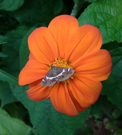 Mexican Sunflower Seeds / Tithonia Rotundifolia - Image 4