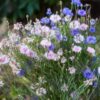 Choice Mix Bachelor's Buttons Seeds, Centaurea cyanus - Image 4