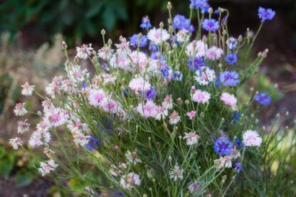 Choice Mix Bachelor's Buttons Seeds, Centaurea cyanus - Image 4