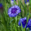 Choice Mix Bachelor's Buttons Seeds, Centaurea cyanus - Image 5