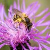 Choice Mix Bachelor's Buttons Seeds, Centaurea cyanus - Image 7