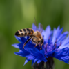 Choice Mix Bachelor's Buttons Seeds, Centaurea cyanus - Image 8