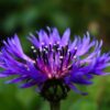 Choice Mix Bachelor's Buttons Seeds, Centaurea cyanus - Image 13