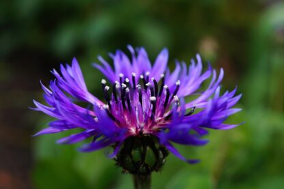 Choice Mix Bachelor's Buttons Seeds, Centaurea cyanus - Image 13