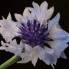 Choice Mix Bachelor's Buttons Seeds, Centaurea cyanus - Image 12