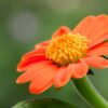 Mexican Sunflower Seeds, Tithonia Rotundifolia - Image 8