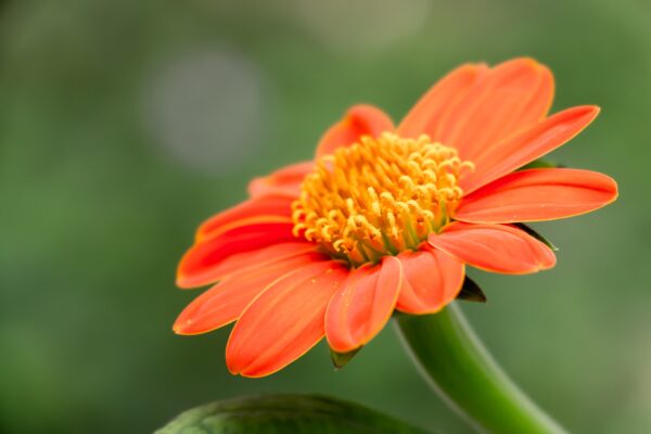 Mexican Sunflower Seeds, Tithonia Rotundifolia - Image 8