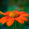 Mexican Sunflower Seeds, Tithonia Rotundifolia - Image 5