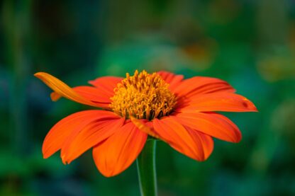 Mexican Sunflower Seeds / Tithonia Rotundifolia - Image 5