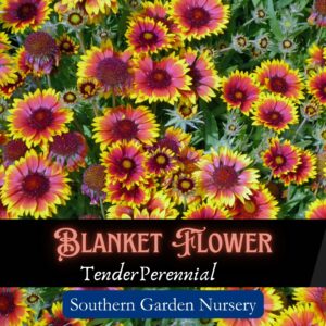 Blanket Flower seeds are easy to grow in native North American wildflower gardens