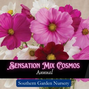 Cosmos seeds, Cosmos bipinnatus, multi-color