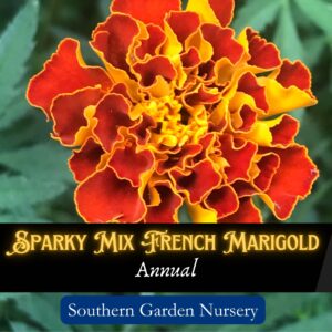 French Marigold Seeds, Sparky Mix