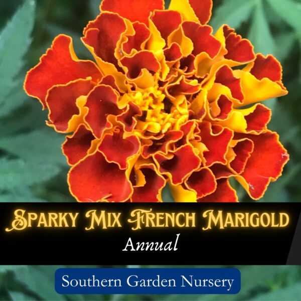 French Marigold Seeds, Sparky Mix