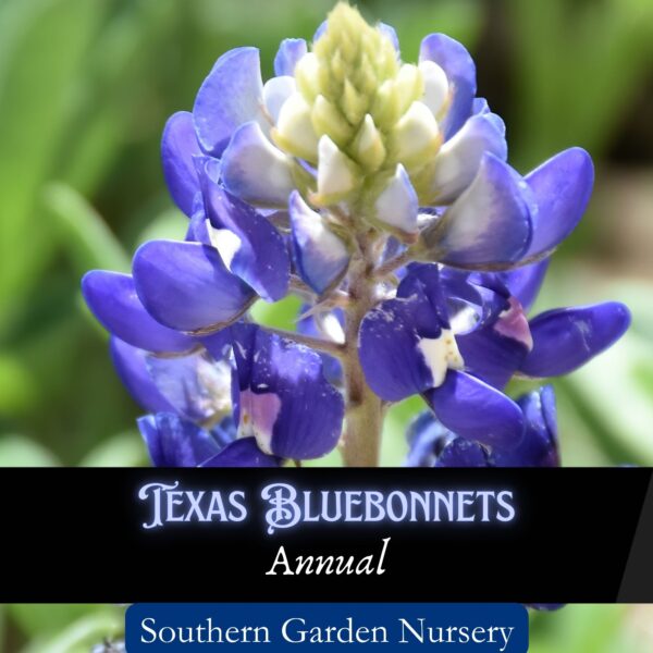 Texas Bluebonnets