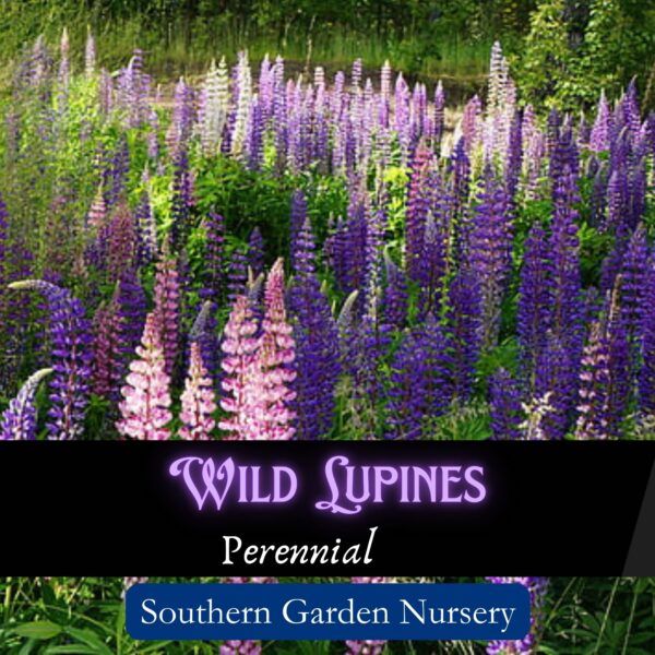 Wild Lupines