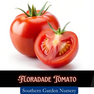 Floradade Tomato Seeds