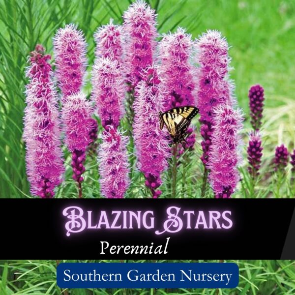 Blazing Star Seeds, Liatris spicata seeds