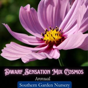 dwarf pink cosmos flower