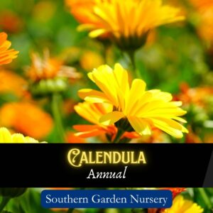 Calendula seeds