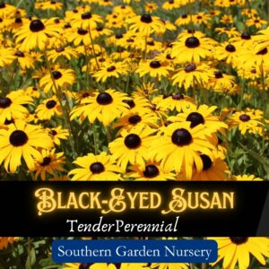 Black-eyed Susan seeds, Rudbeckia Hirta Native Wildflower Seeds