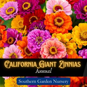 California Giant Zinnia seeds