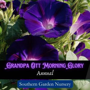 Grandpa Ott Morning glory