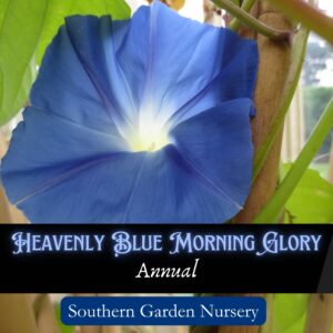 Heavenly Blue morning glory, Ipomea tricolor