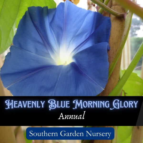 Heavenly Blue morning glory, Ipomea tricolor