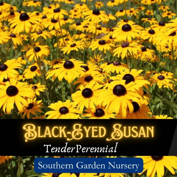 Black-eyed Susan seeds, Rudbeckia Hirta Native Wildflower Seeds