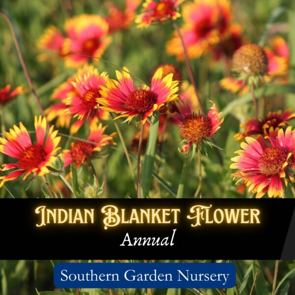 Indian Blanket Flower seeds, Gaillardia pulchella